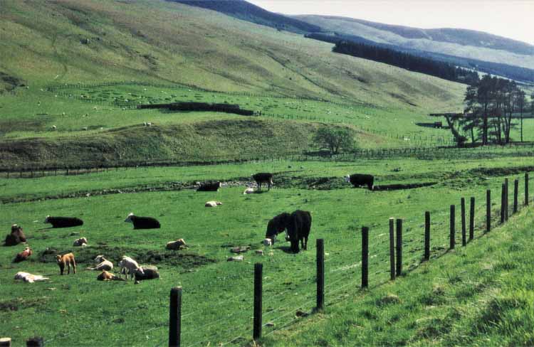 grey mares tail